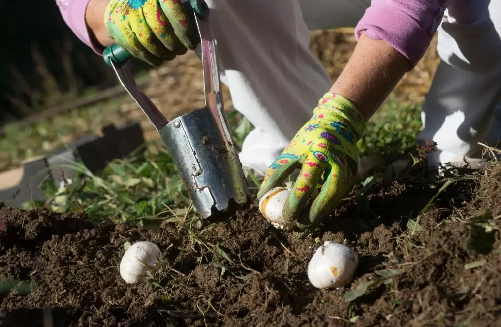 planting bulbs in lawn