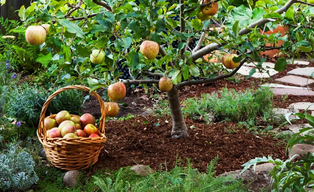 how to grow fruit trees how to grow fruit trees