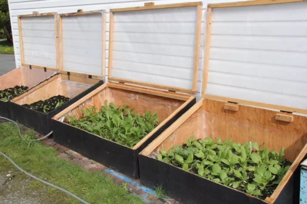 cold frame gardening