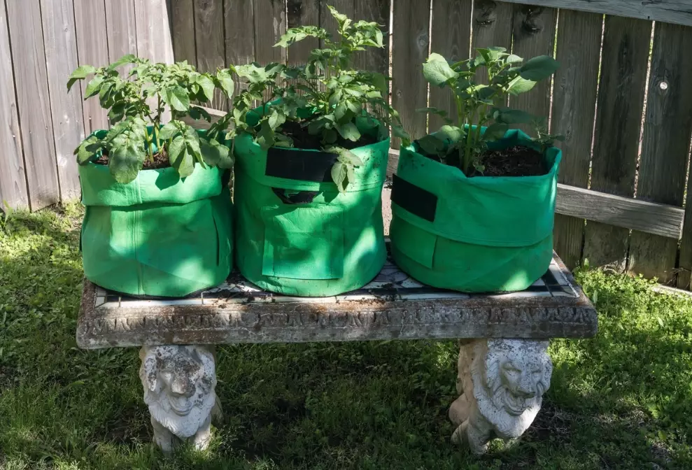 using grow bags using grow bags