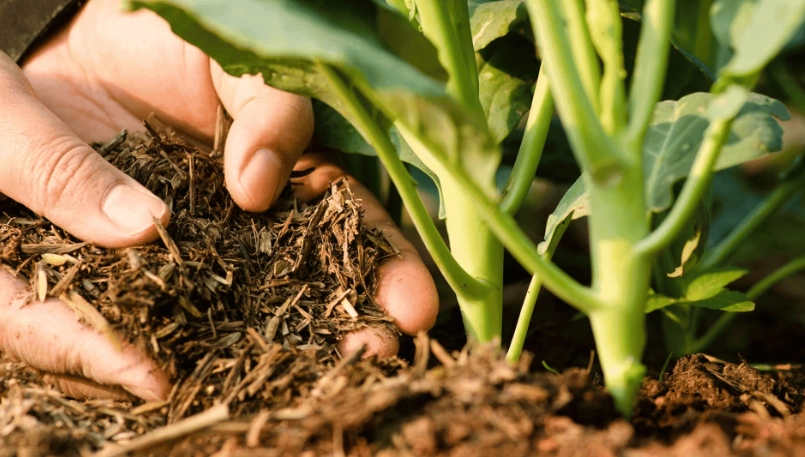 garden soil amendments garden soil amendments