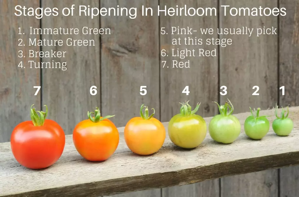 tomato ripening signs