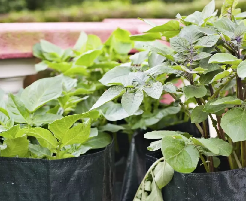 grow bags gardening grow bags gardening