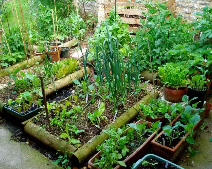 small space vegetable gardening small space vegetable gardening