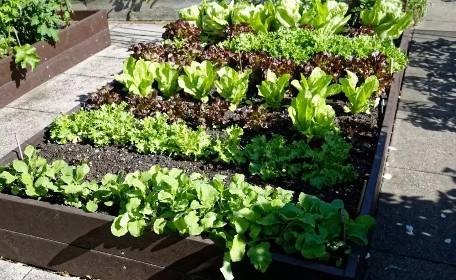 garden bed mix recipe garden bed mix recipe