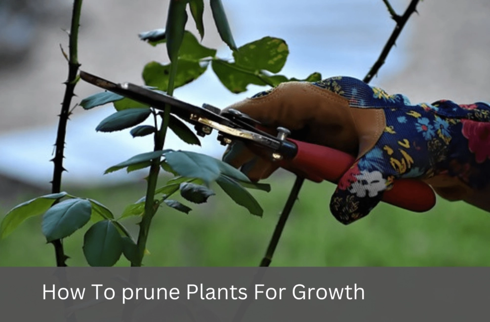 how to prune plants how to prune plants