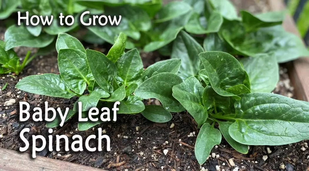 planting spinach seeds planting spinach seeds