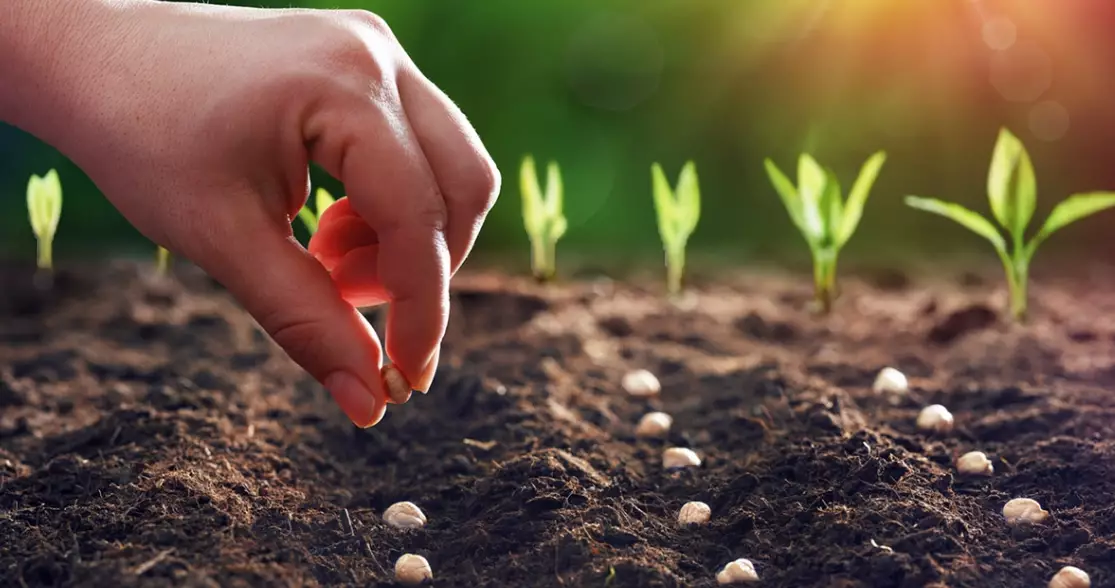 best time to sow seeds
