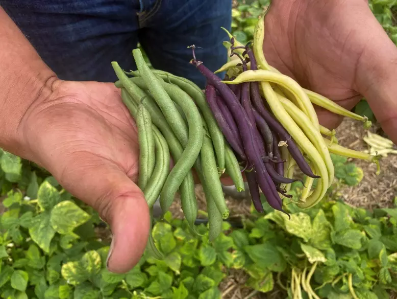 how to grow string beans