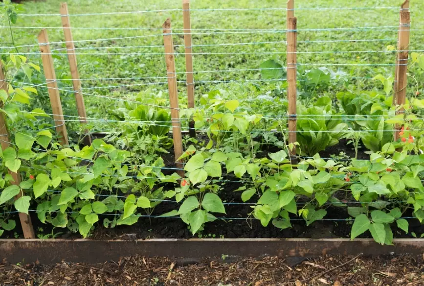 string beans planting guide
