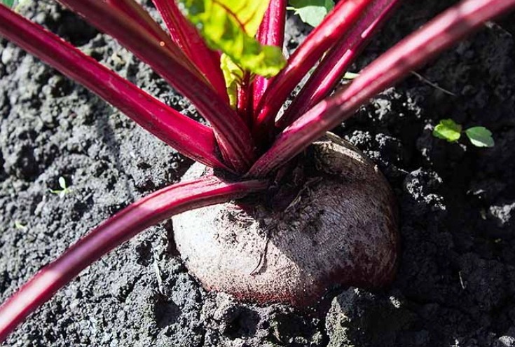 when to harvest beets