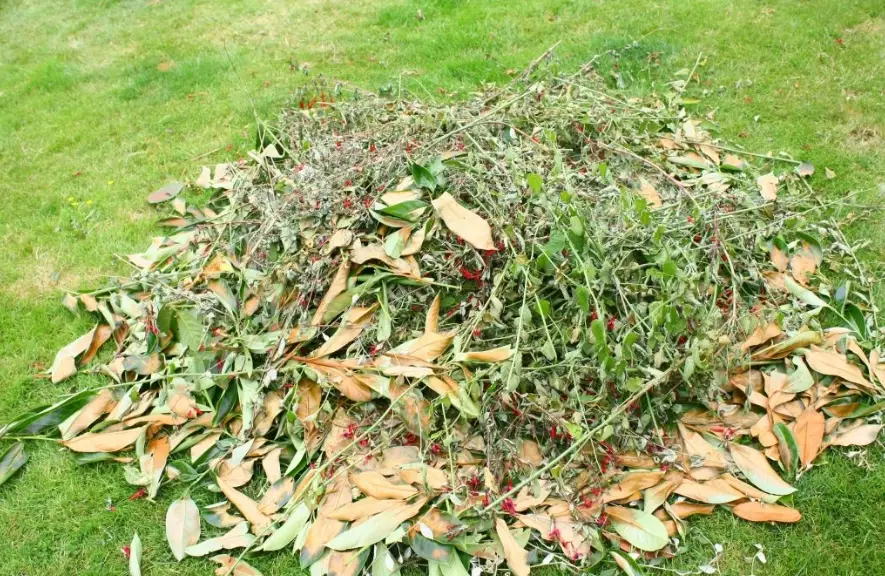 how to use compost on lawn