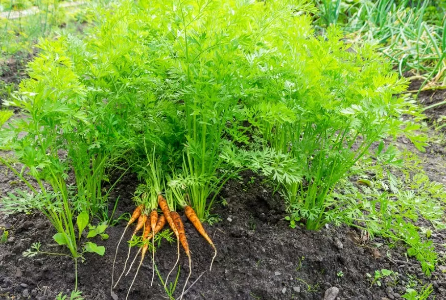 growing carrot tops