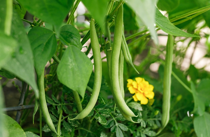 green bean varieties green bean varieties