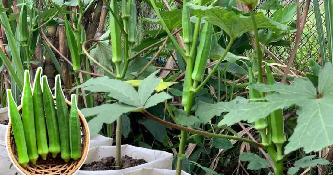okra planting guide
