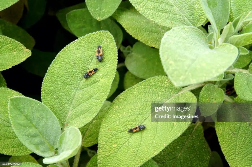 protect lady beetle pupa