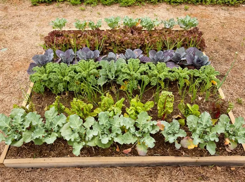 fall garden vegetables