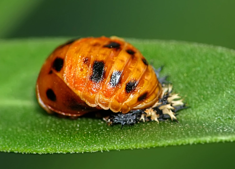 protect lady beetle pupa