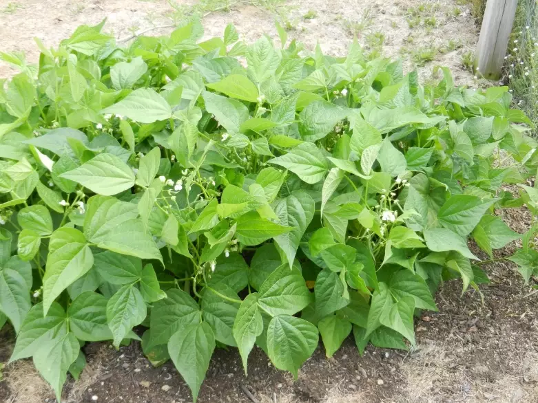 green bean varieties green bean varieties