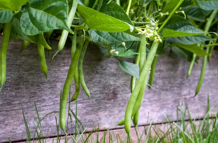 how to grow string beans