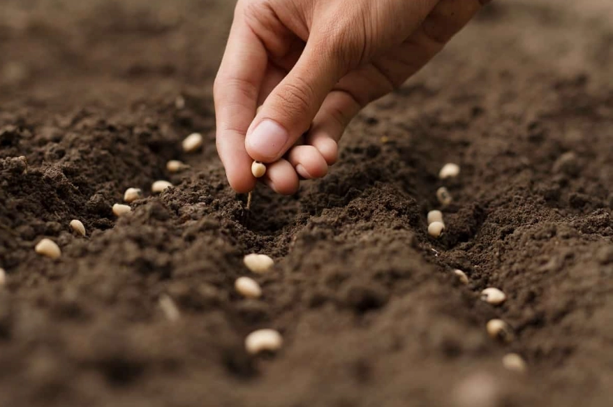 how to sow seeds