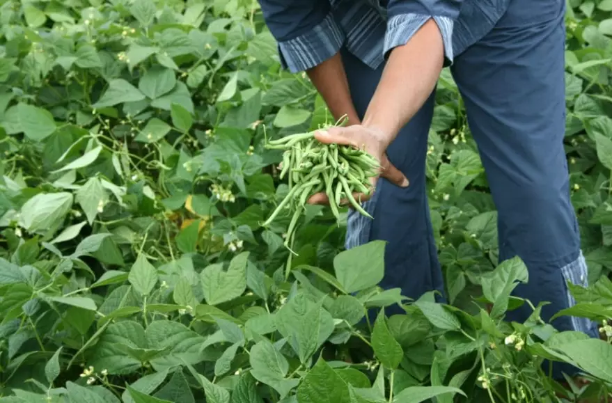 harvesting green beans harvesting green beans