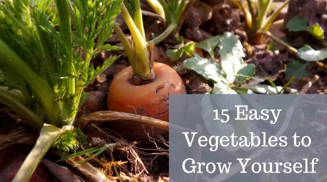 what to grow in garden now