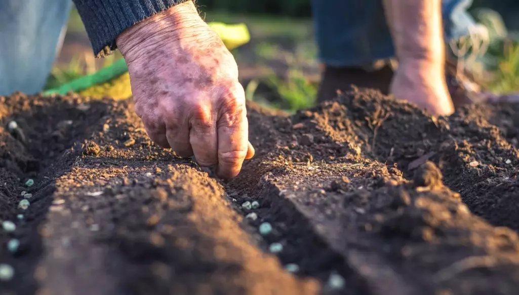 how to sow seeds
