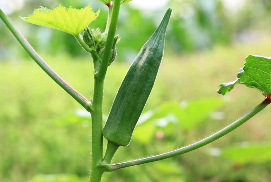 okra planting guide