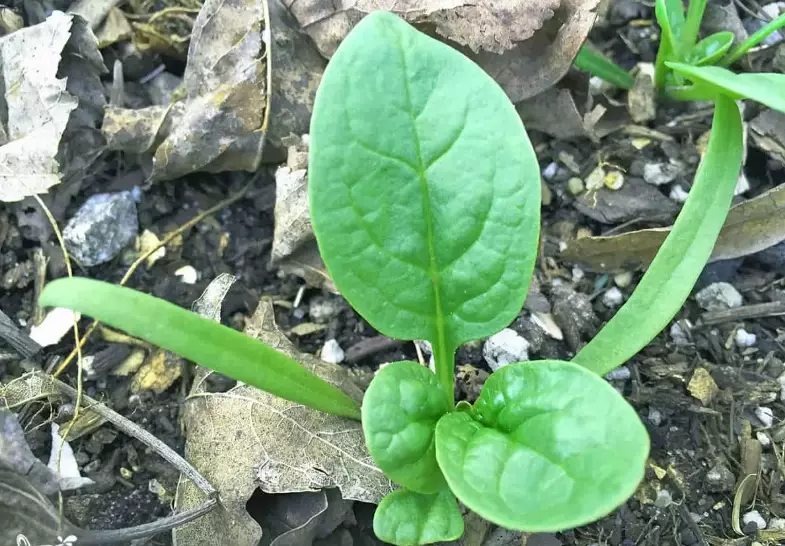 planting spinach seeds planting spinach seeds