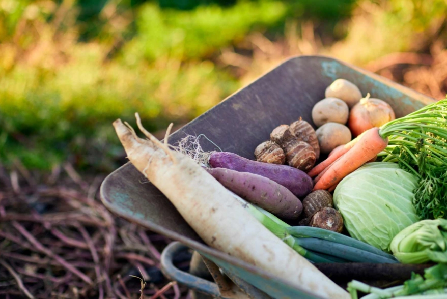 fall vegetable plants