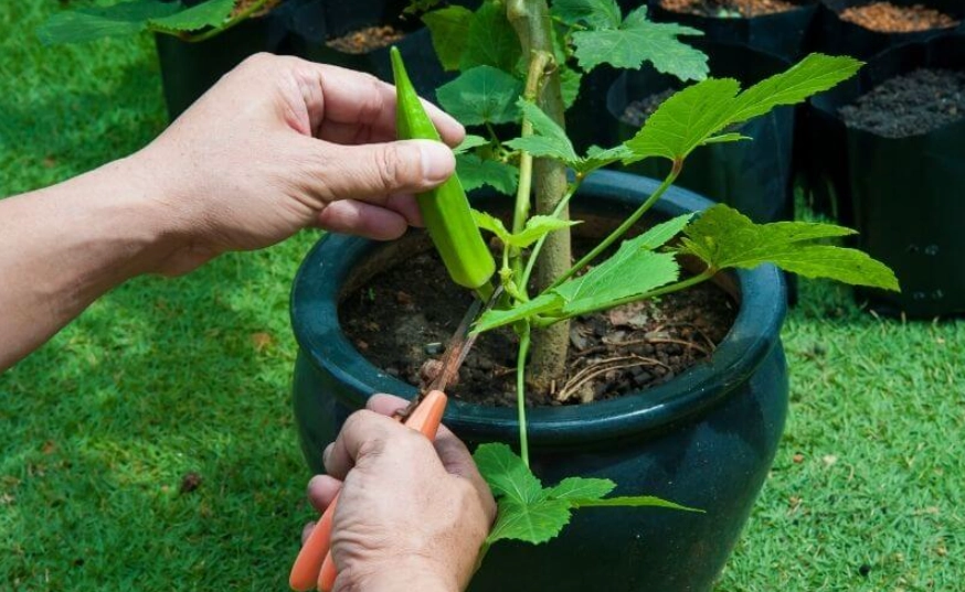 how to grow okra