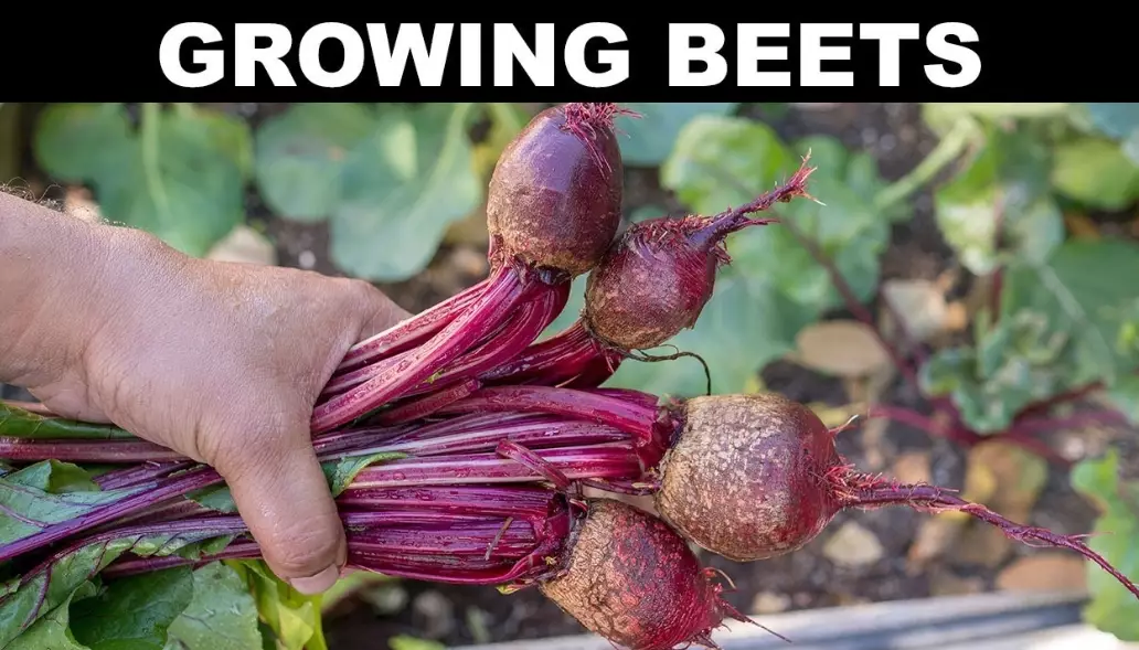 when to harvest beets