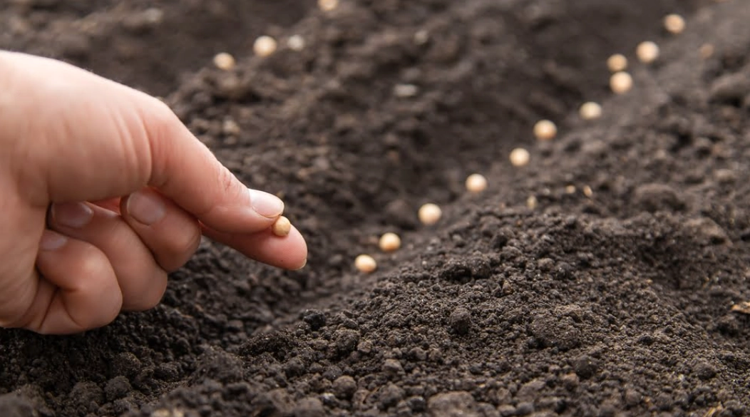 how to sow seeds