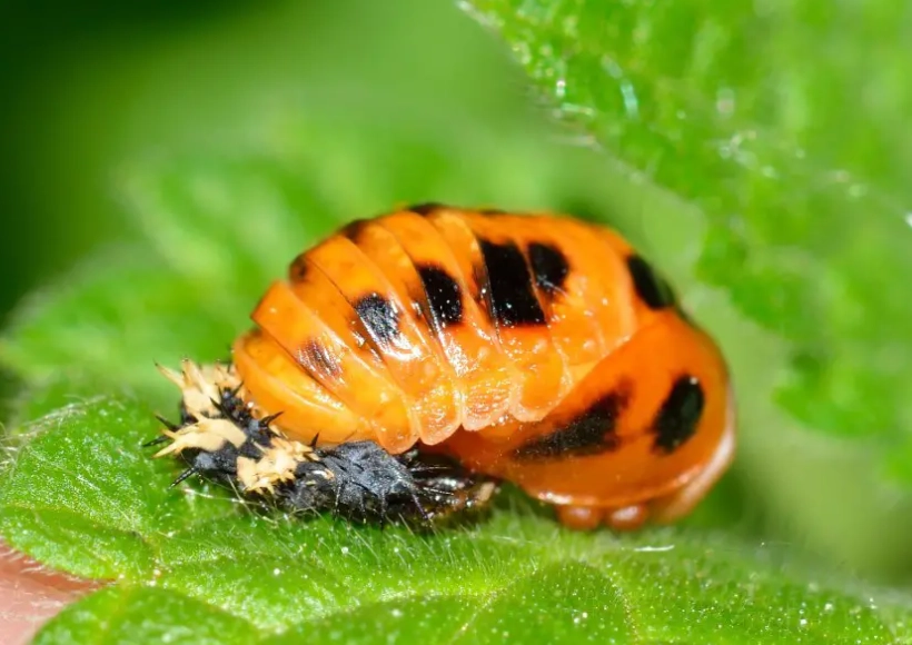 benefits of lady beetles