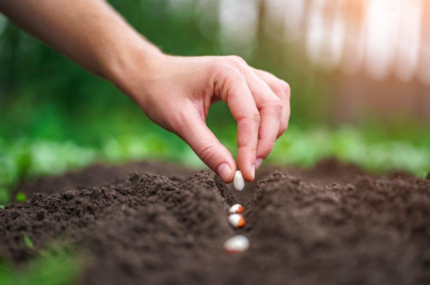 seed sowing guide