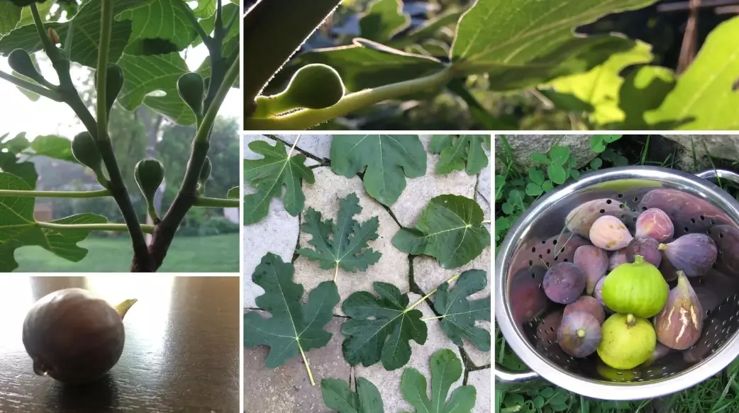 growing figs