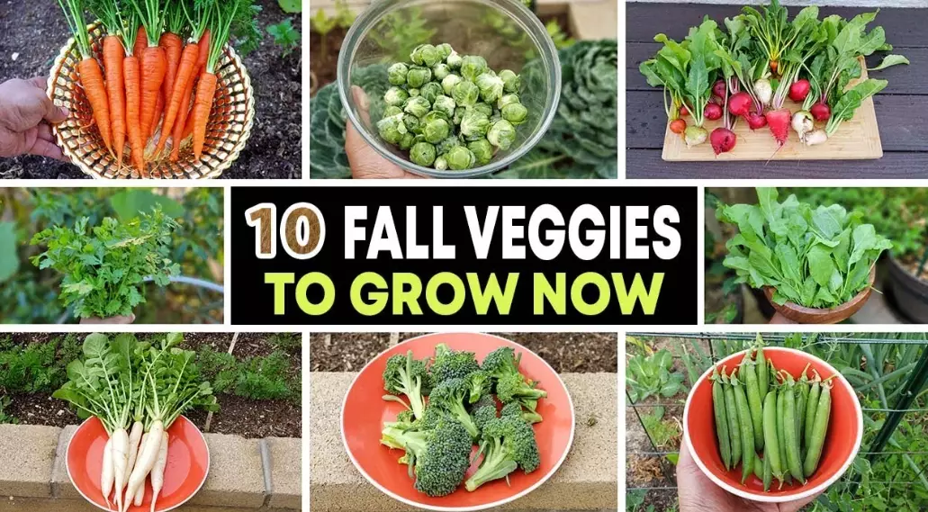 vegetables to plant now