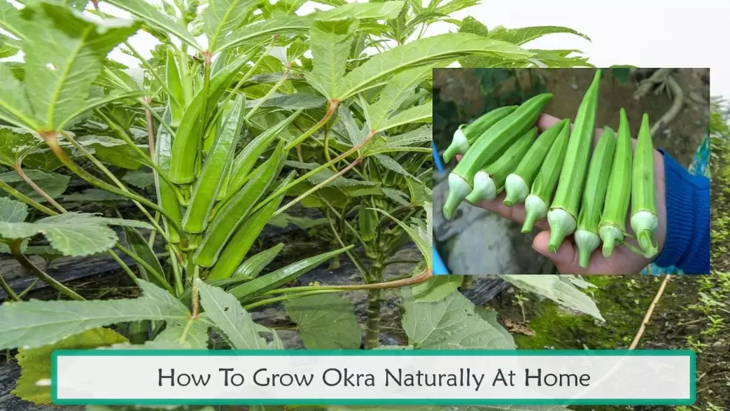 growing okra from seed