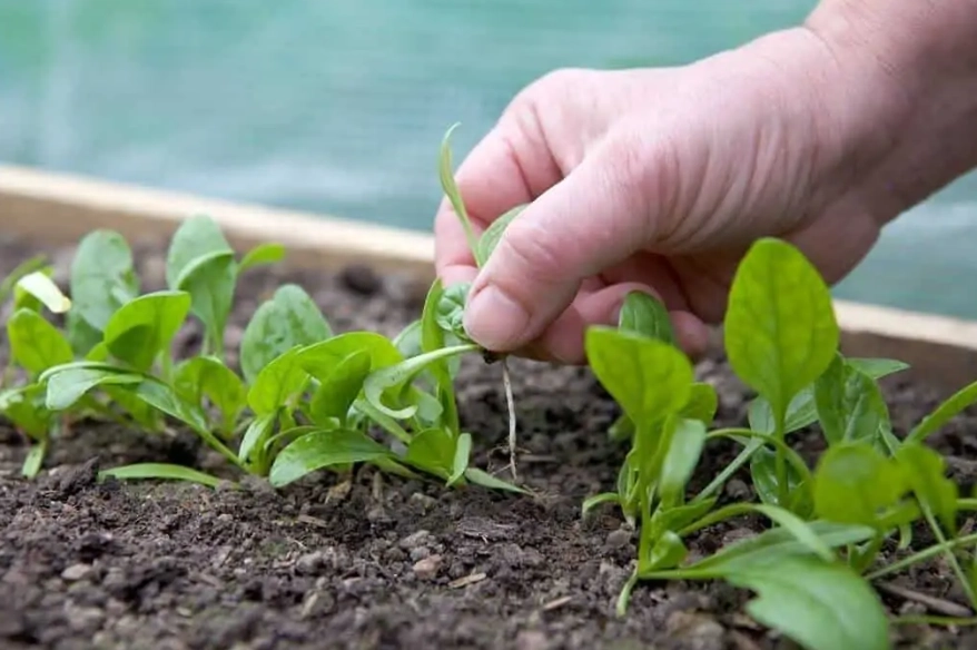 how to grow spinach from seed how to grow spinach from seed