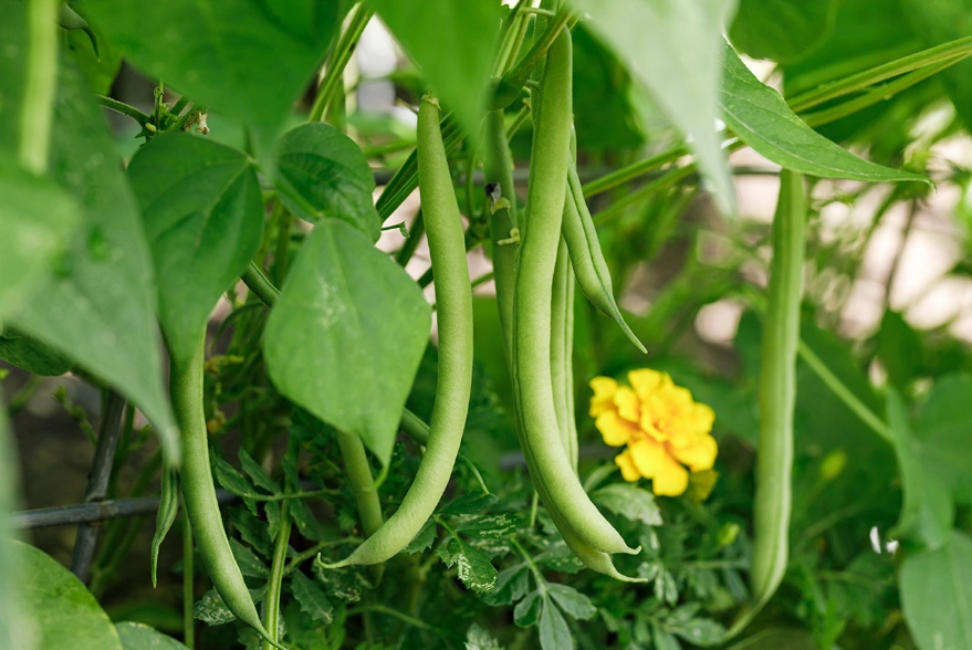 string beans planting guide