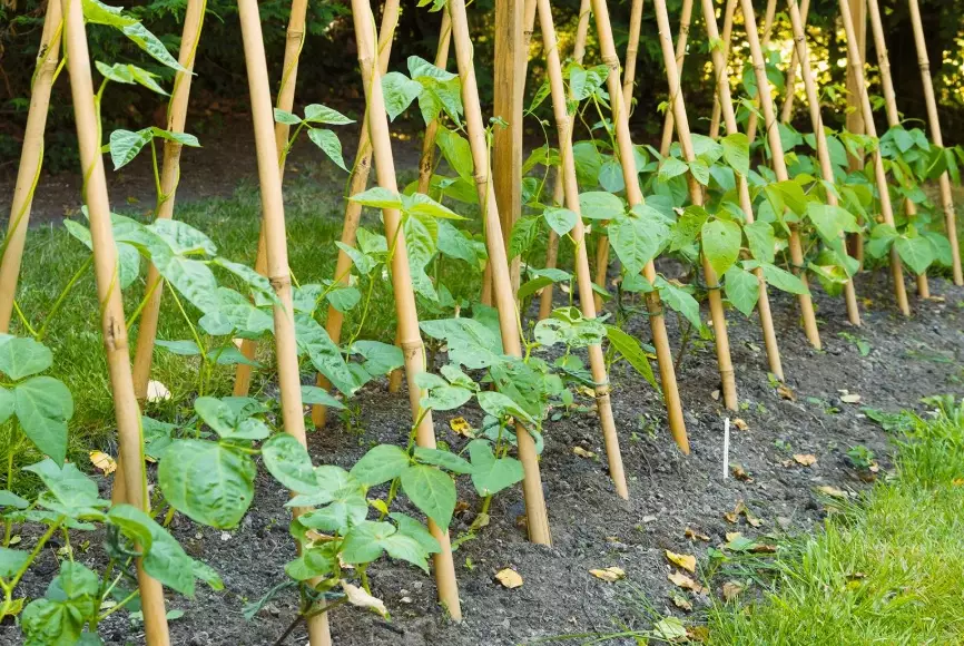 growing green beans