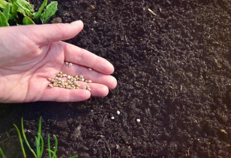 spinach growing season spinach growing season