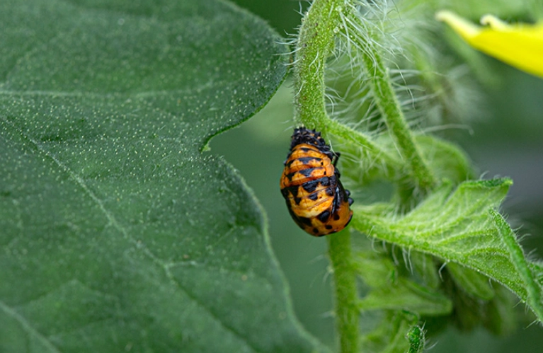 lady beetle pupa identification