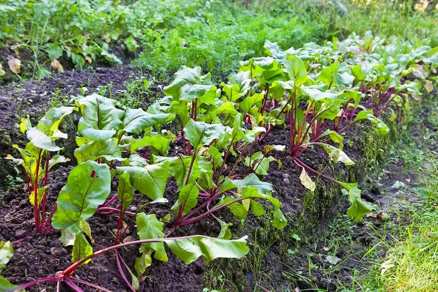 how long to grow beets