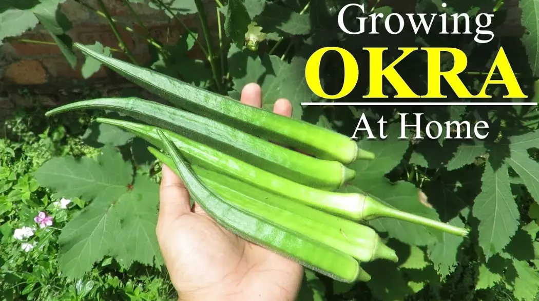 growing okra from seed