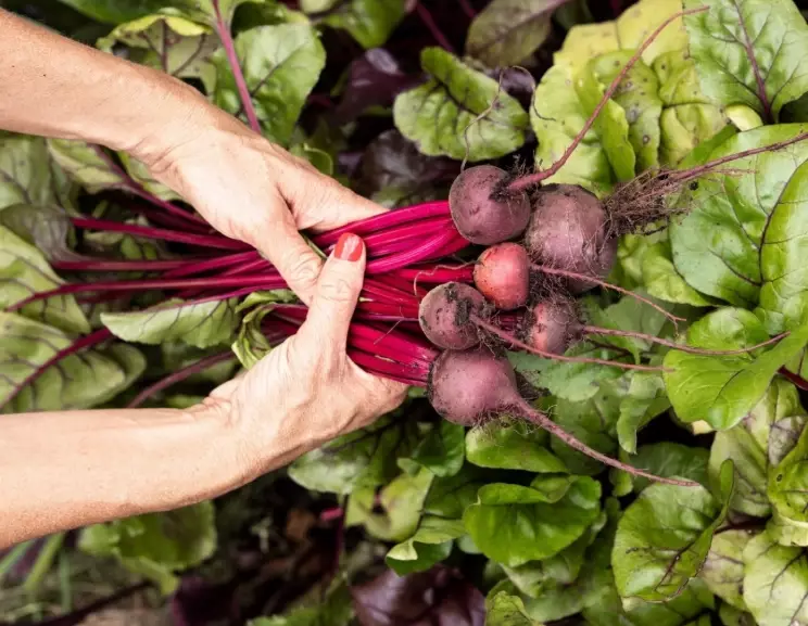 how long to grow beets