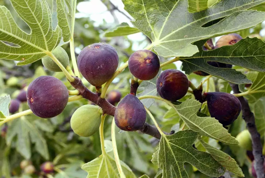 fig tree care