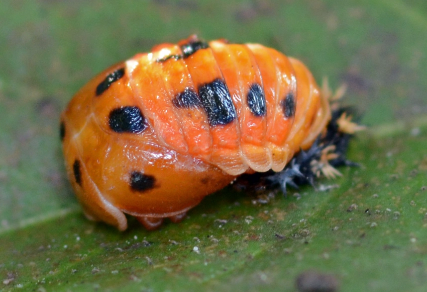 lady beetle pupa identification
