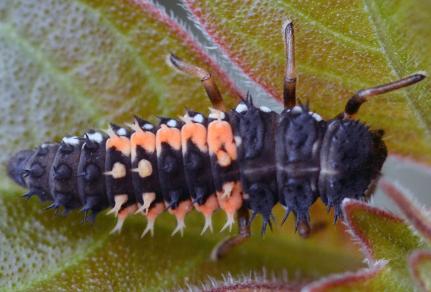 benefits of lady beetles